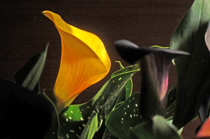 彩色马蹄莲的养殖方法和注意事项,彩色马蹄莲花为什么会滴水