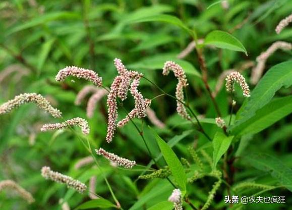 这种野草比辣椒还辣,过去酿酒离不开它,用它捕鱼更是一绝