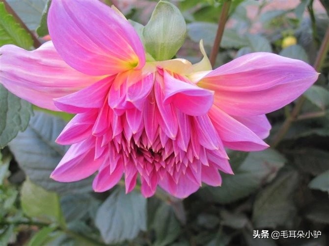 雾柳暗时云度月，露荷翻处水流萤。这个国家居然两个国花