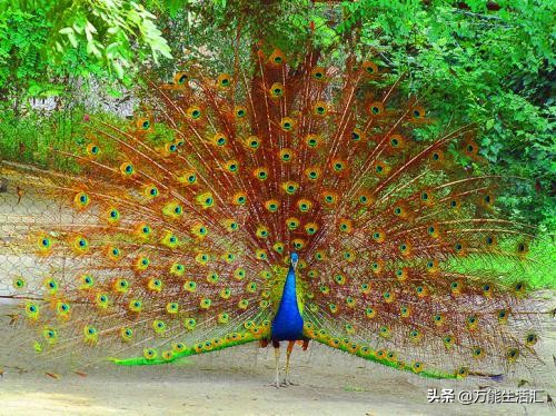 大象隐藏11种动物,了解大象的身体特征