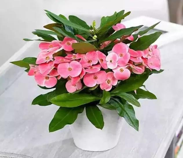 「识花儿」虎刺梅