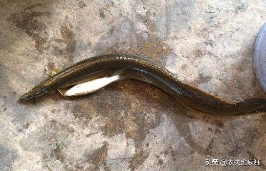 适合农村养殖无刺鱼推荐,稻田里养殖的无鳞鱼大全