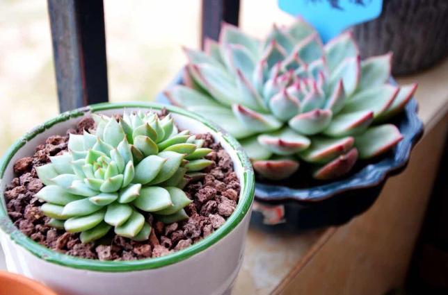 冬天多肉种好后怎么处理,多肉怎么过冬保暖