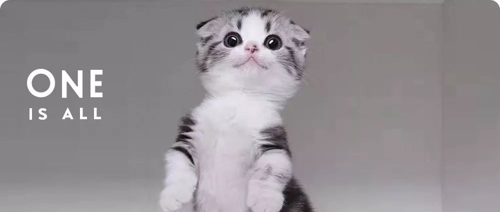 我跟中产的唯一联系，可能是养猫