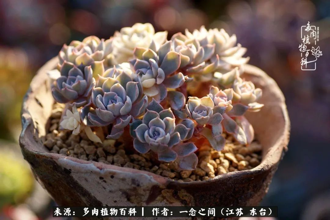 一见多肉误终生,一见多肉误终生从此钱包成路人