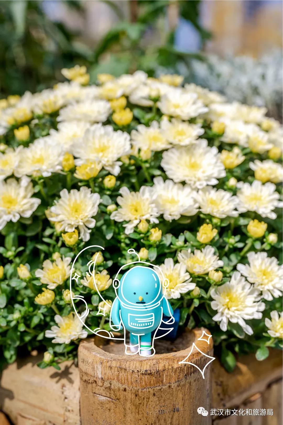 鏉ユ睙婊╄祻鑿婅姳,鑿婅姳鐑傛极