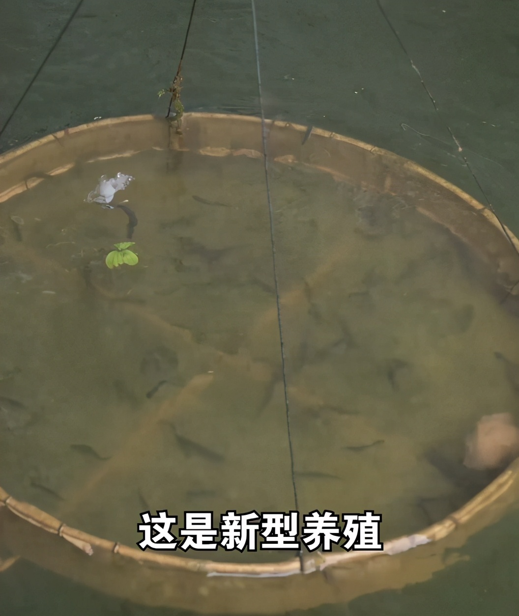 泥鳅养殖怎么收益高,泥鳅养殖前景到底如何