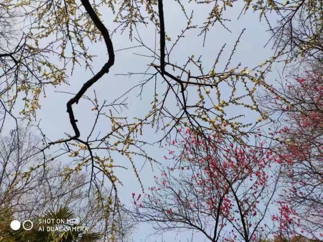 梅花山小梅山,南京梅花山和第一梅山有区别