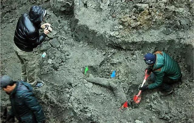 有关猛犸象的知识,猛犸象牙的来历