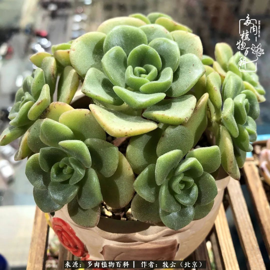 多肉植物生活,多肉生活充满诗意