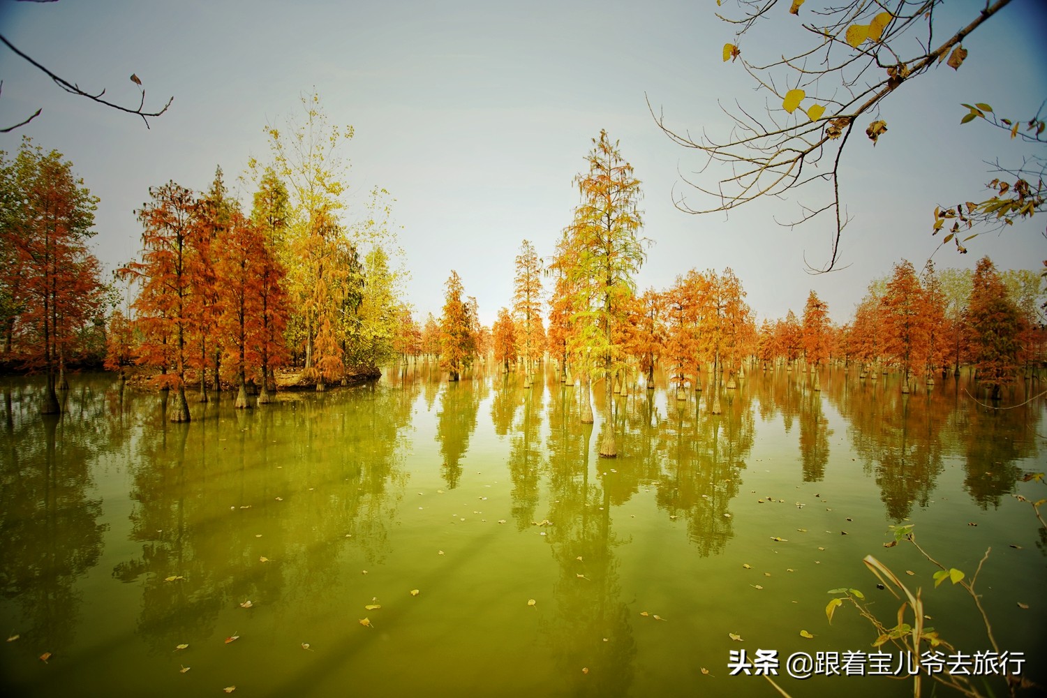 南京燕雀湖水杉林,南京秋天水杉林