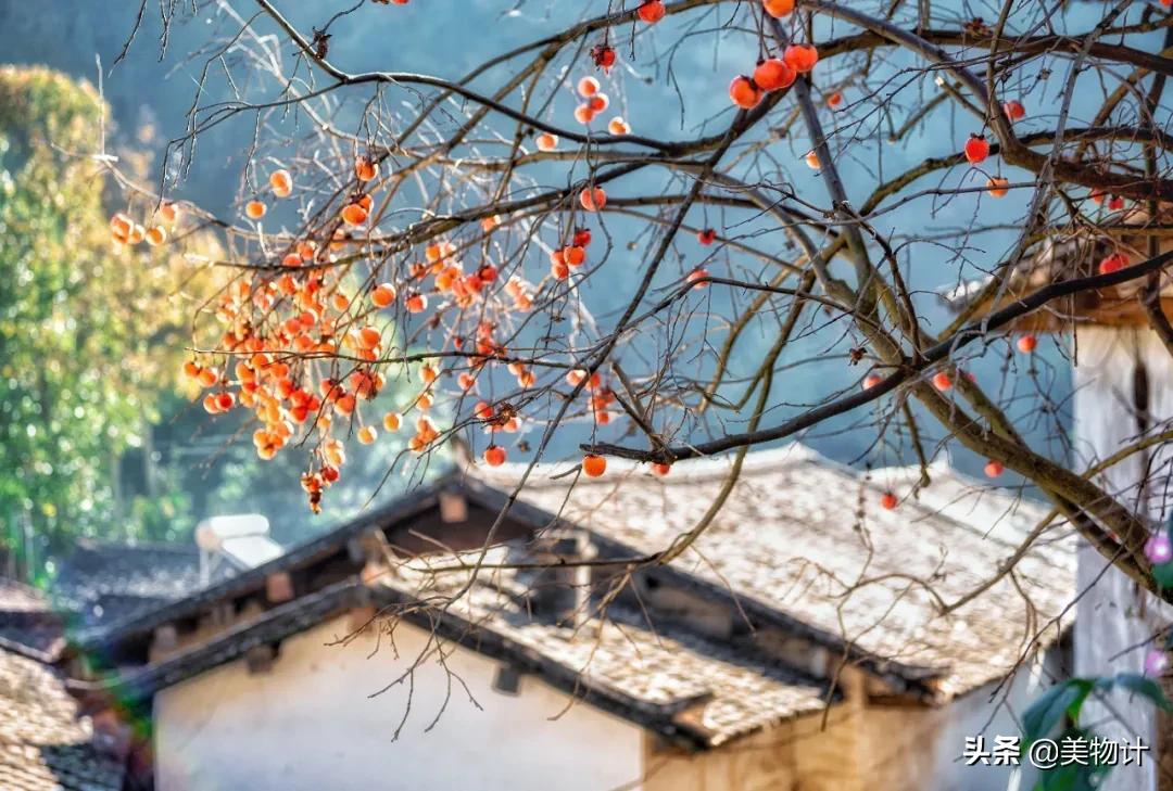 柿子红了歌曲原唱,柿子红了