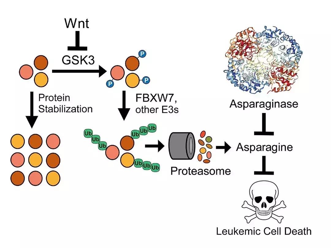 走出患者死亡阴影，这位医生击败了“最难治的白血病”