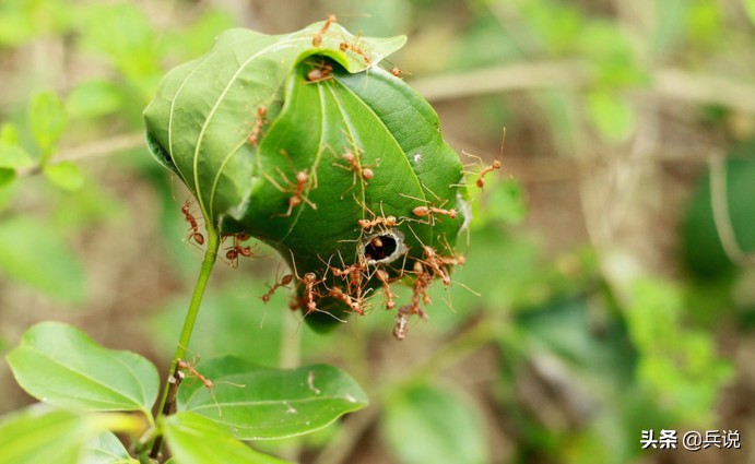 越南战场丛林战克星,越南战争丛林毒虫