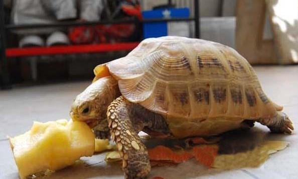 能允许养殖的陆龟,陆龟养殖环境越大越好吗