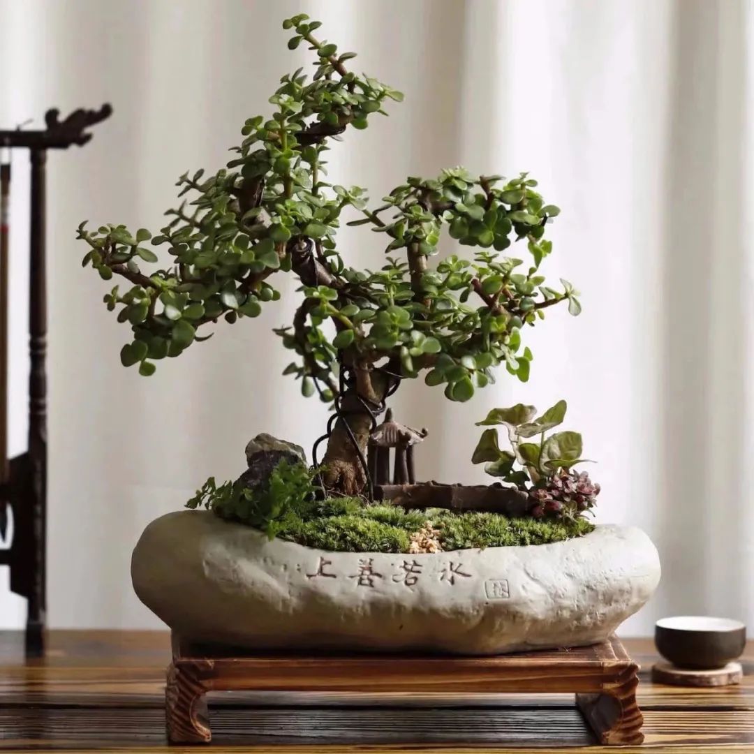 家里一定要养一盆金枝玉叶,大盆养金枝玉叶