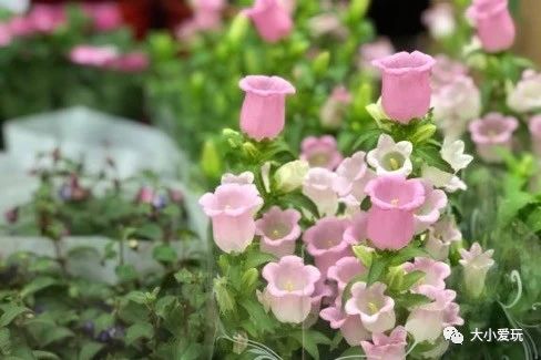 过年必逛花卉市场,北京值得去的花卉市场