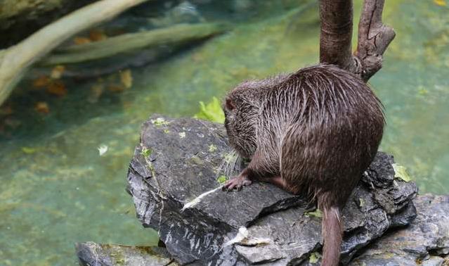 广州长隆四天三晚旅游推荐,4天去广州长隆和珠海看海怎么玩