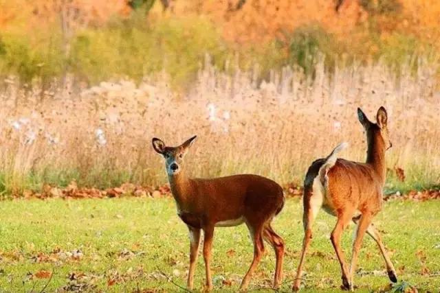 海南海里的特产动物,海南特有的珍稀动物
