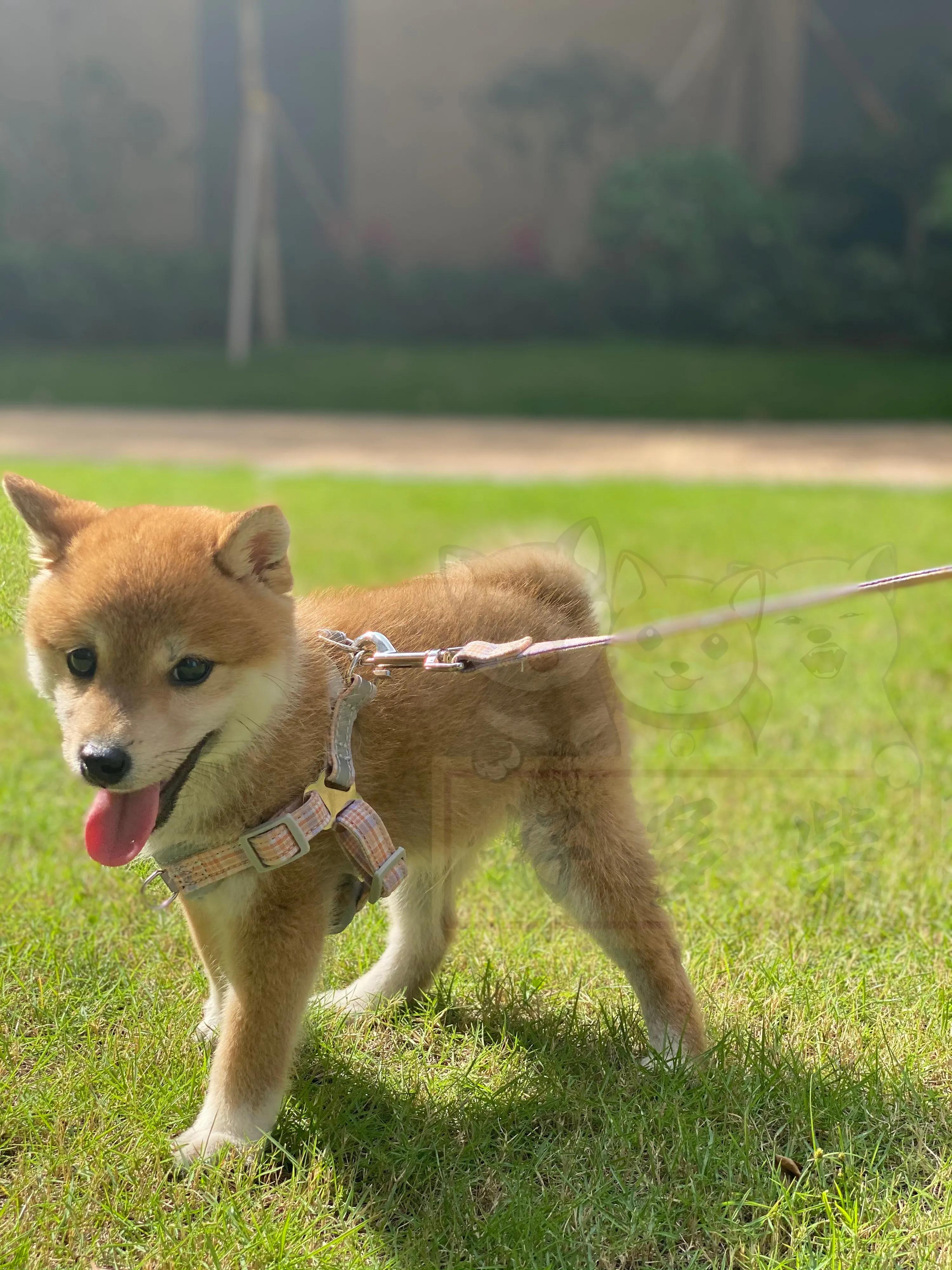 如何正确给狗狗驱虫,生产完的母柴犬几天驱虫
