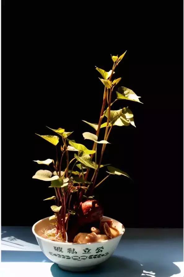 这6种菜根不要丢,哪4种菜根不能丢在家盆栽