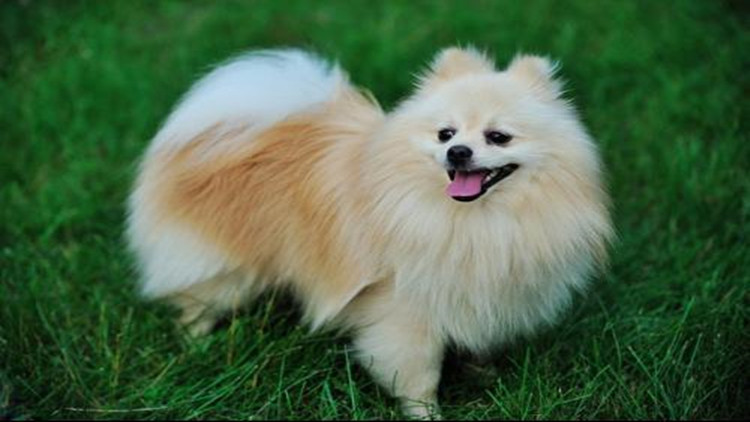 5招手把手教你如何防治跳蚤