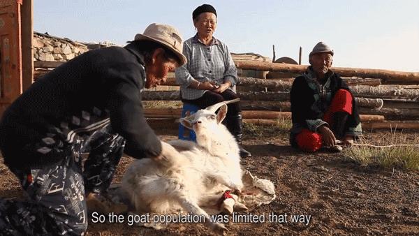 澳大利亚财政部长首推品牌,进国后让柳岩薇娅同时着迷,太疯狂了