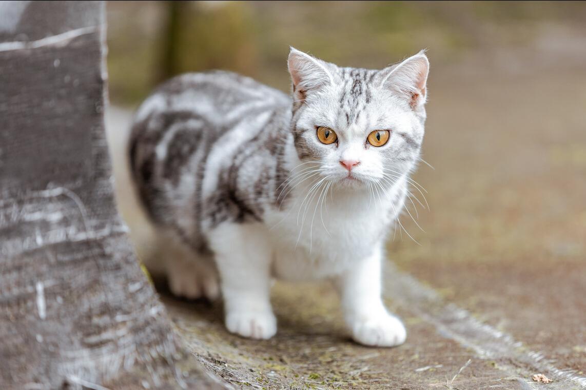 最适合新手养的猫咪性价比高,最好养的十大猫咪排行