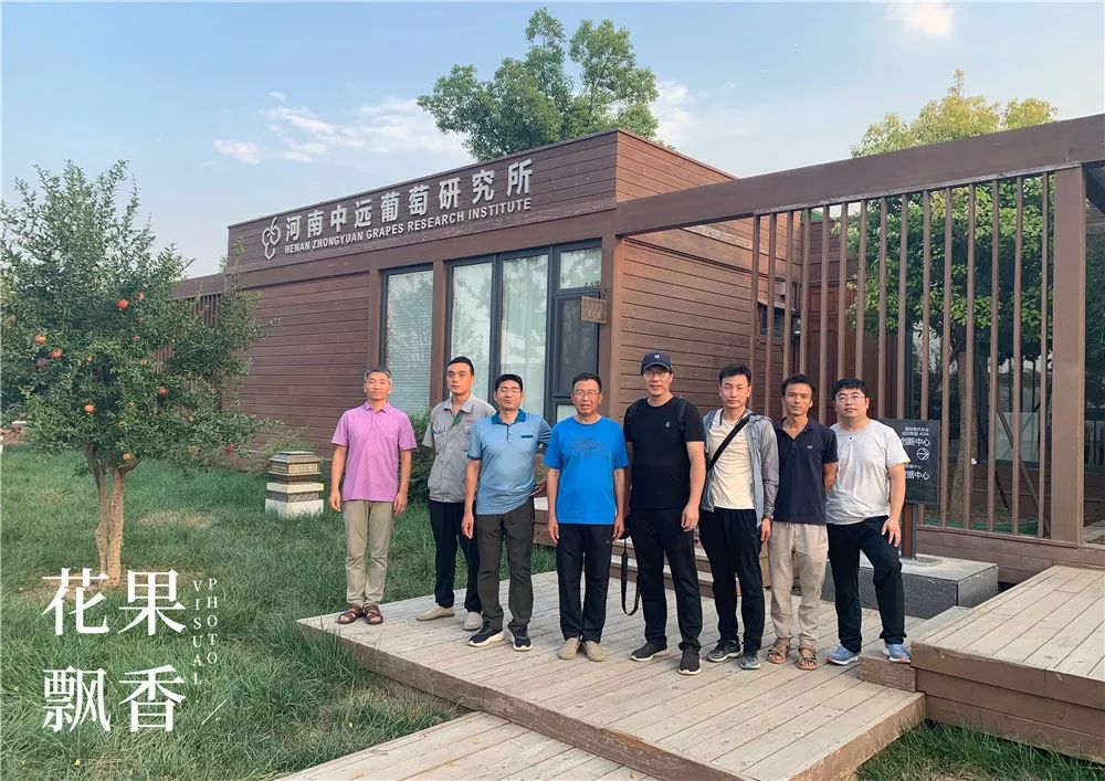 阳光玫瑰葡萄哪里最好种,种阳光玫瑰葡萄前景怎么样