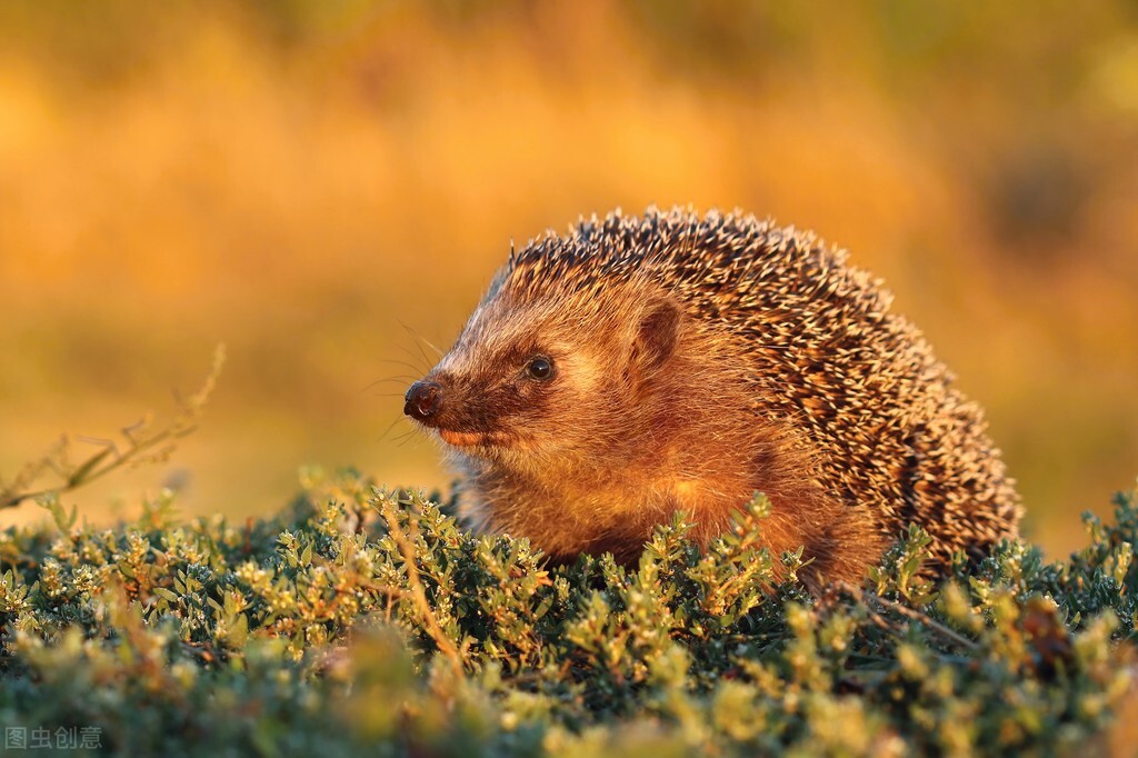 刺猬原则是什么意思,刺猬原则的意思