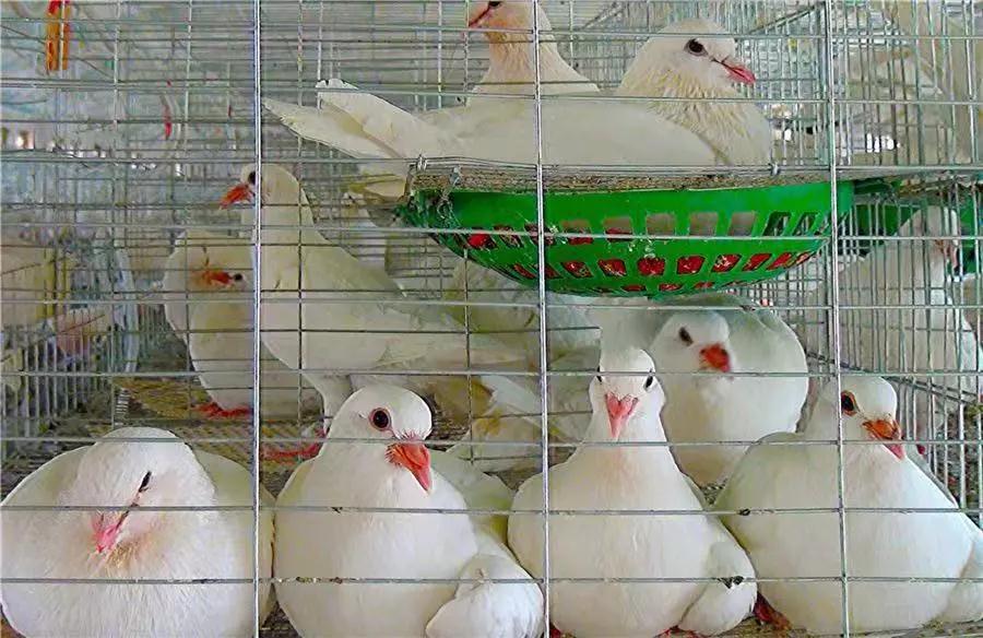 雏鸽破壳多久要做毛滴虫,如何判断幼鸽是否得了毛滴虫