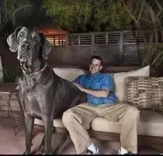 世界十大不寻常宠物,全球最稀有的宠物