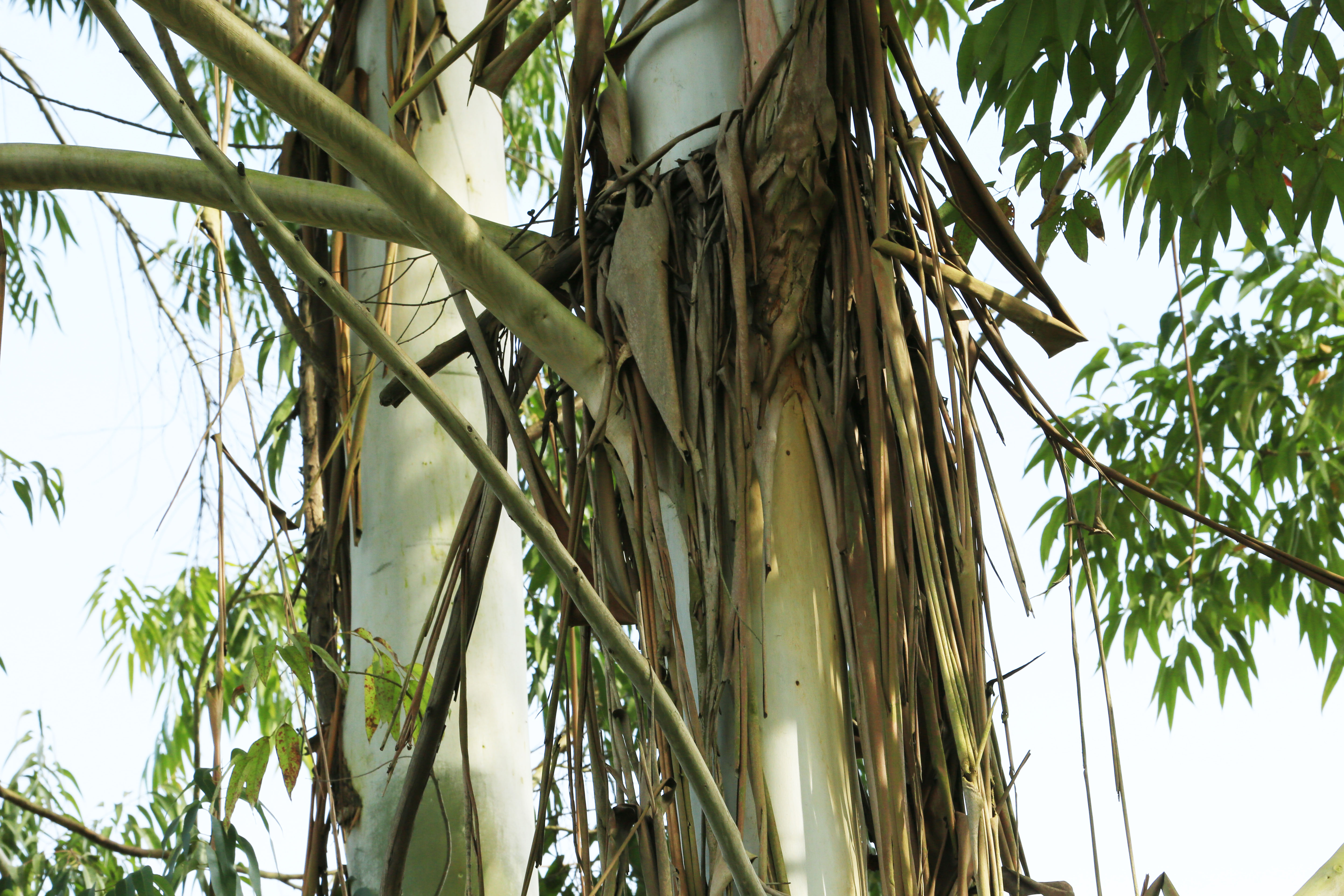 桉树林风景,自然生长的桉树林