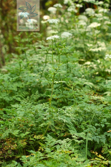 藁本神农本草经,神农本草经葛根原文