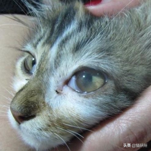 眼睑角膜炎怎么引起的,眼睑炎为什么老是犯