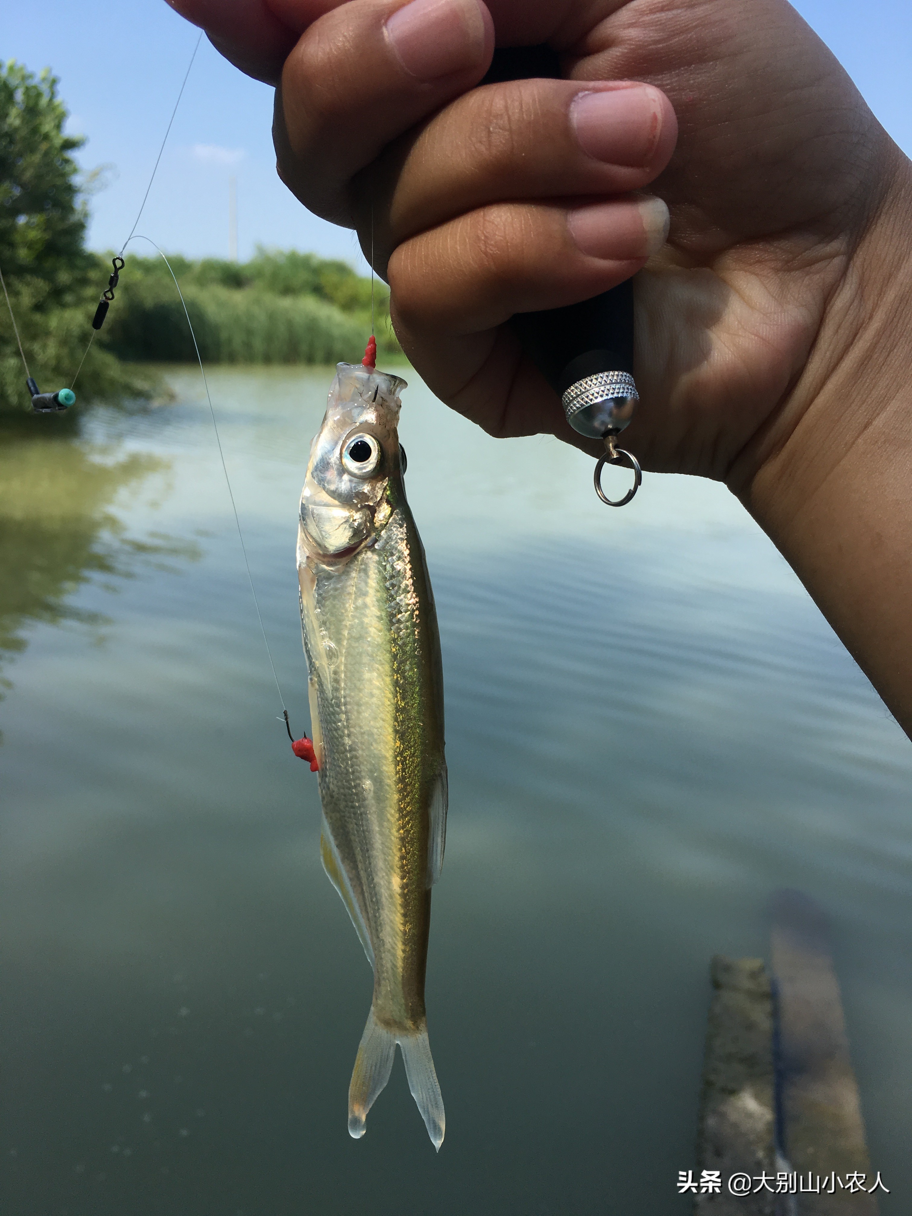 野钓翘嘴的正确方法与技巧,池塘浅水钓翘嘴最好方法
