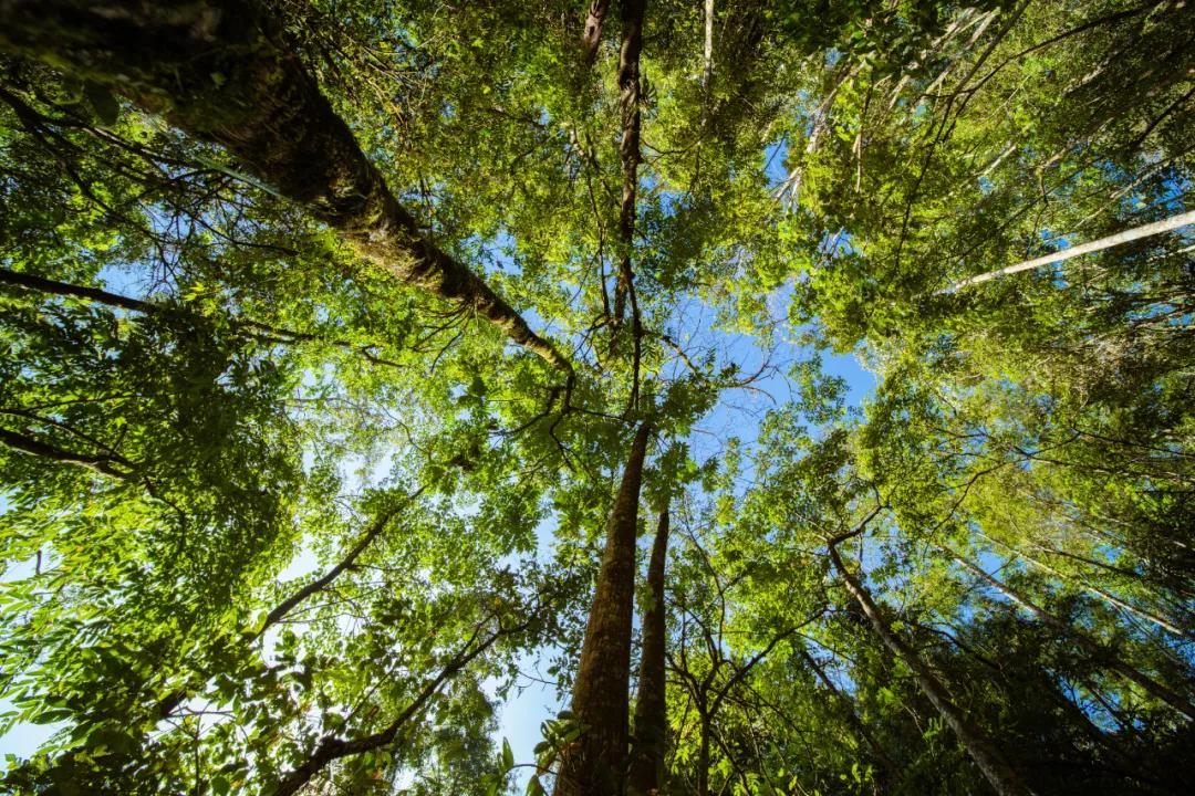 樱花烂漫温泉,腾冲樱花谷风景区