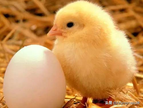 十二属相在今年每月的吉凶,十二属相各自都有什么缺人点