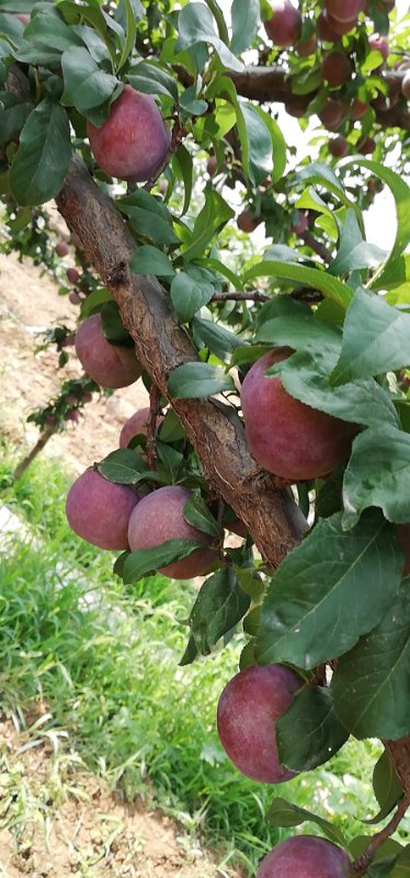 好多年前，家乡礼泉县的农民靠果业发了家，可是现在许多人挖果树