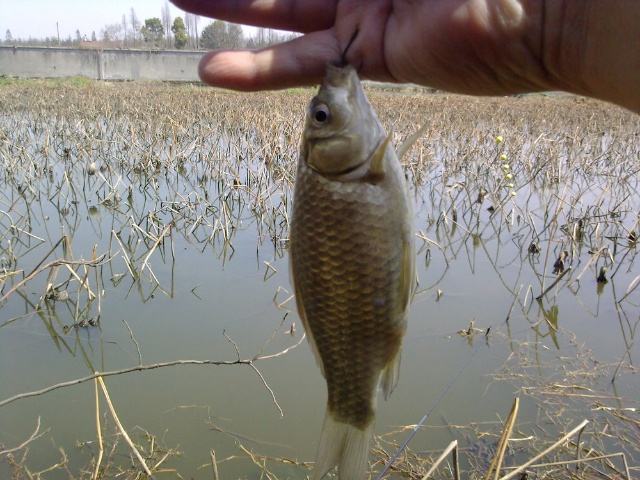 钓鲫鱼多大的朝天钩最好,钓鲫鱼的朝天钩一般都是几号钩