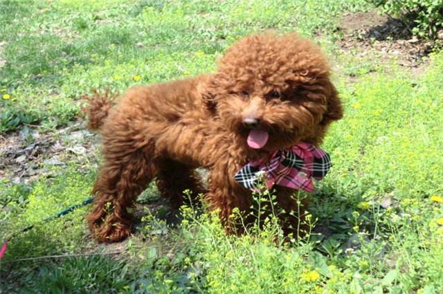 在狗狗洗澡时可以用人的洗发露吗,为狗洗澡