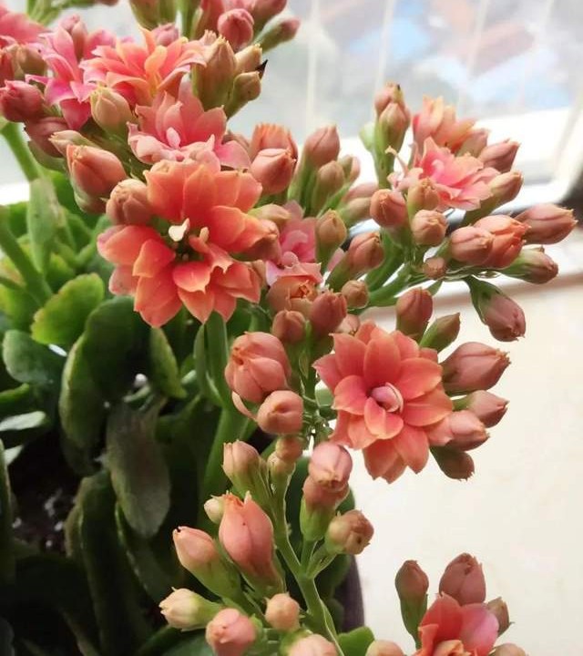 单瓣长寿花品种大全图,长寿花单瓣最好看的品种