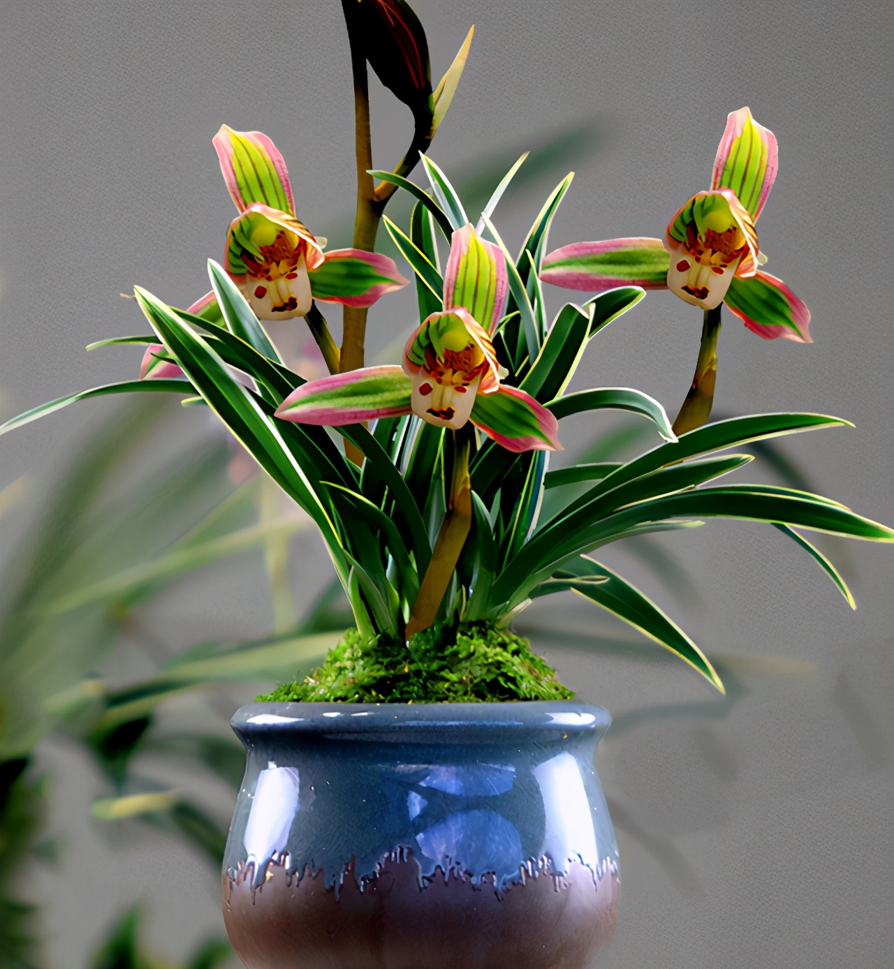 此兰火了30年，至今热度不减，一花双色，兰香浓郁，摆一盆很高雅