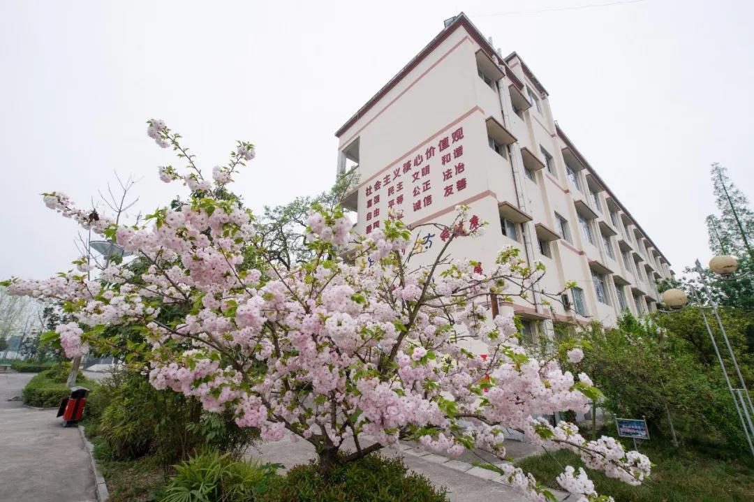 我把德阳市的校园春天寄给你