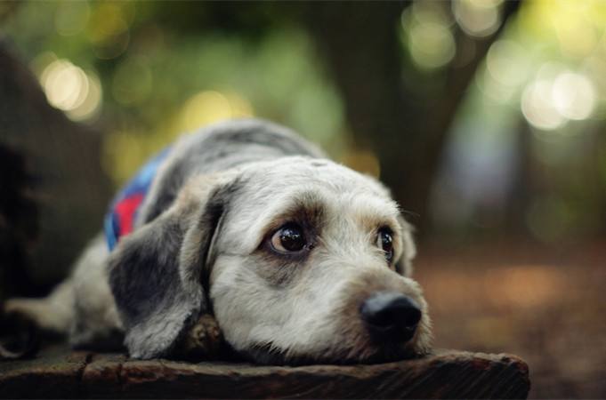 狗狗的跳蚤会跳到人身上吗,猫身上的跳蚤会传染给人吗