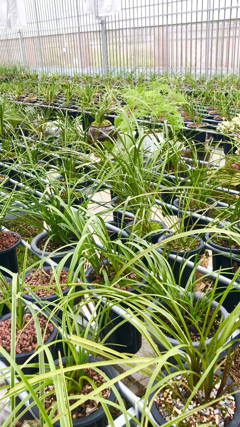 今年兰花价格下跌的原因,野生兰花为什么那么贵