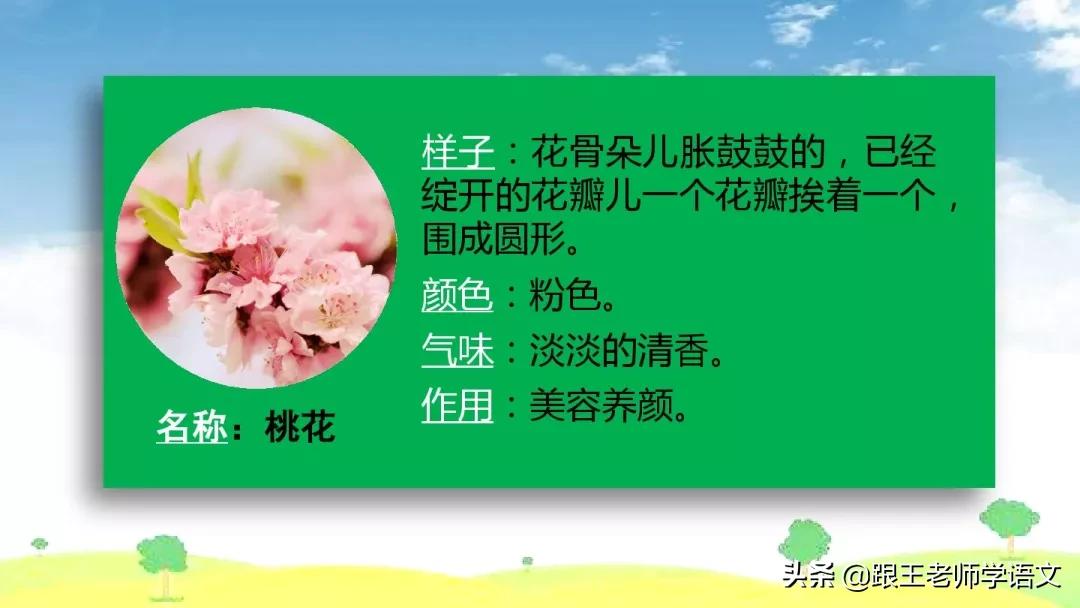 我的植物朋友竹子作文三年级300字,三年级下册我的植物朋友习作评语