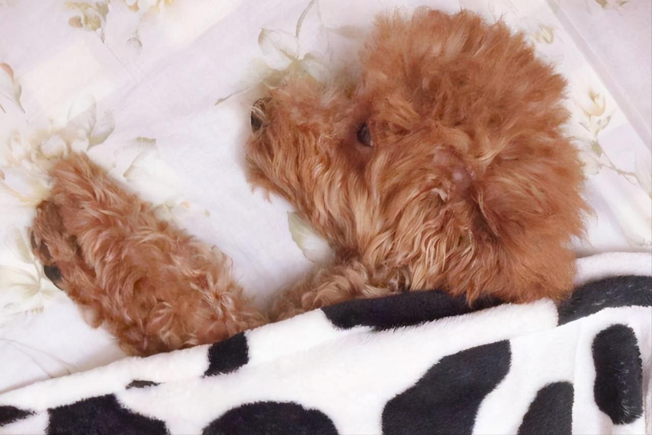 贵宾犬为什么不喜欢和其他狗玩,为什么小贵宾犬都喜欢挤在一起呢