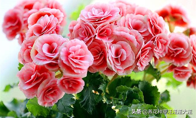 丽格海棠开的花越来越小,丽格海棠怎么花越开越淡怎么回事