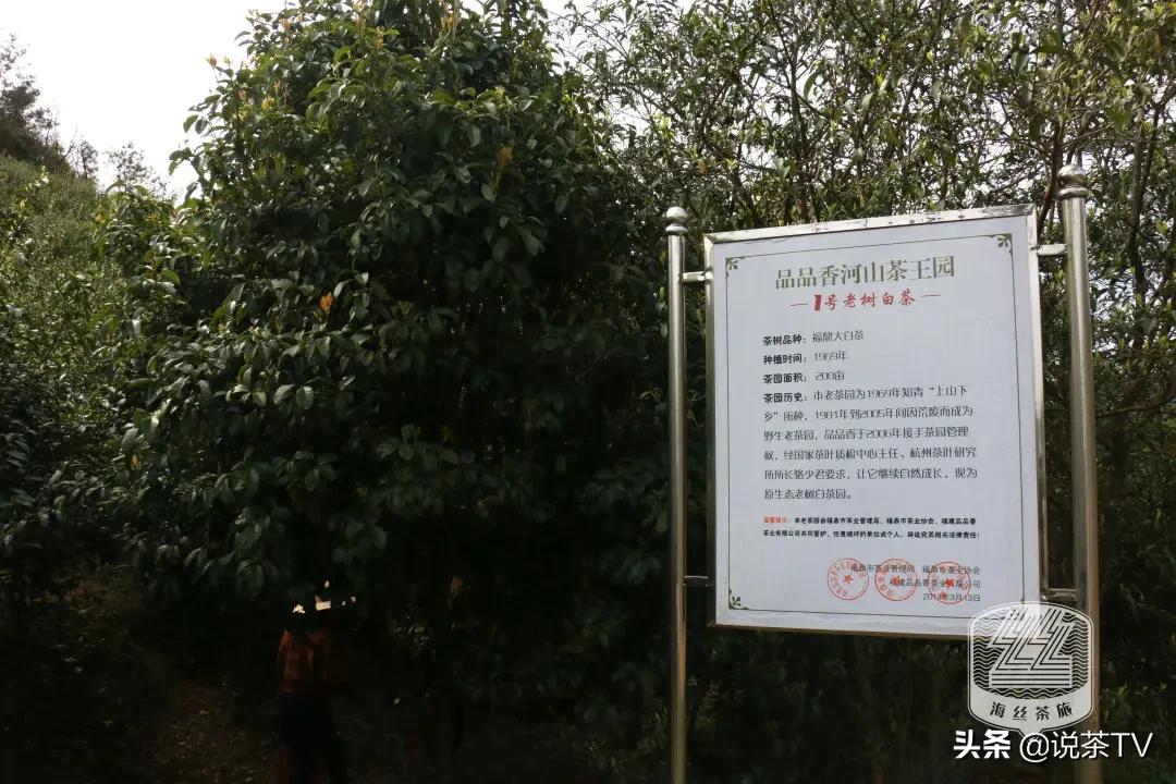 福鼎白茶还有“十不采”规定?让我们去河山有机茶园一探究竟